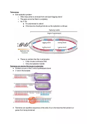 Telomerase