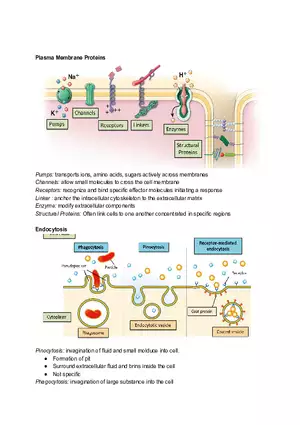 Midterm Prep Plasma Membrane Proteins