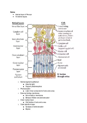 Internal Layer of the Eye