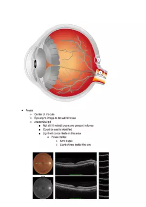 Anatomy of Retina
