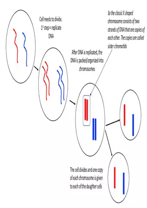 Chromosomes Presentation