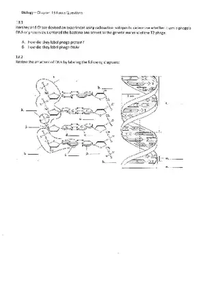 Chapter 13 The Molecular Basis of Inceritance