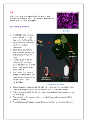 Life History of Silk Moth