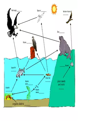 Lesson 2 Activity  Food Webs and Bioaccumulation
