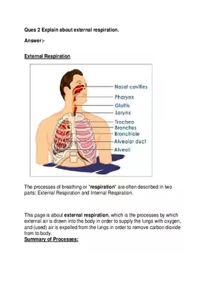 Ques 2 Explain about External Respiration