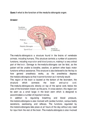 Ques 1 What is the Function of the Medulla Oblongata Organ