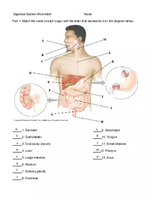 Digestive System Worksheet