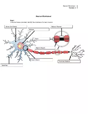 Neuron Worksheet Version 3