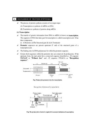 9  Mechanism of Protein Synthesis