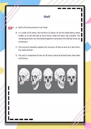 Skull Cheat Sheet