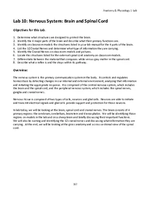 Lab 10 Nervous System Brain and Spinal Cord