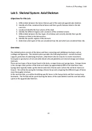 Lab 5 Skeletal System Axial Skeleton