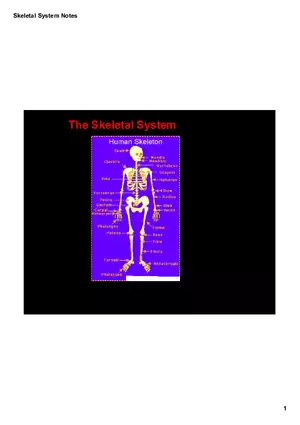 Skeletal System Notes