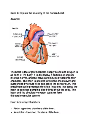 Explain the Anatomy of the Human Heart