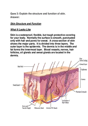 Explain the Structure and Function of Skin