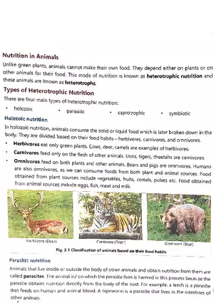 Nutrition in Animals