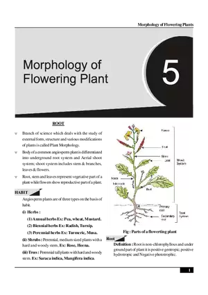 Morphology of Flowering Plants