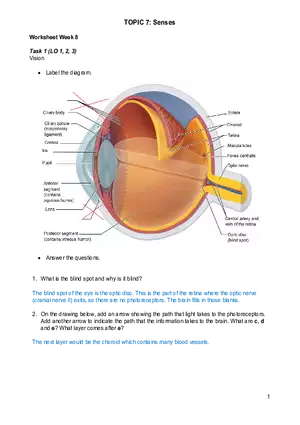 Senses Worksheet Week 8