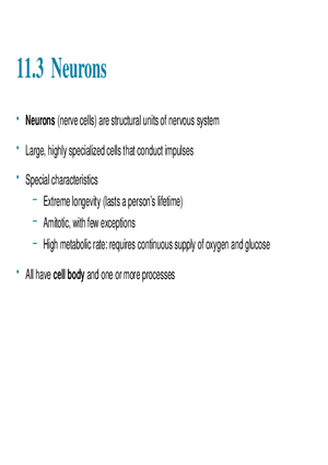 11.3  Neurons