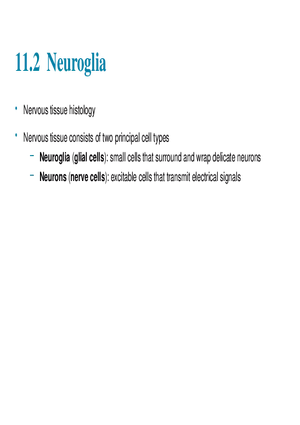 11.2  Neuroglia