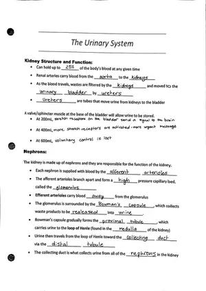 The Urinary System Worksheet