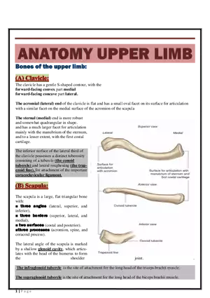 Anatomy Upper Limb