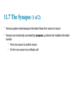 11.7 The Synapse