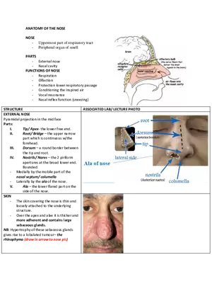 Anatomy of the Nose