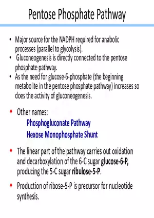 Pentose Phosphate Pathway