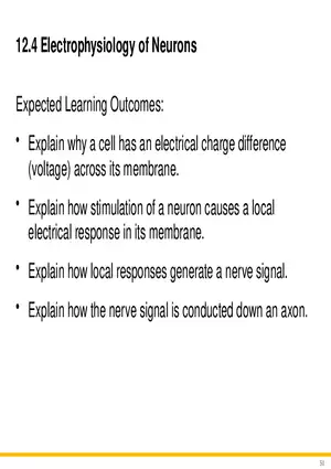 12.4 Electrophysiology of Neurons