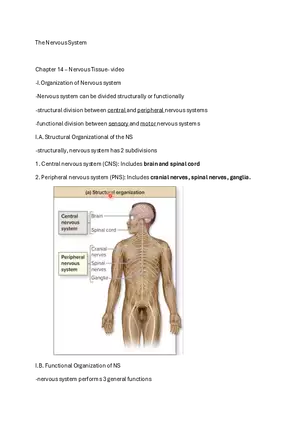 Chapter 14 – Nervous Tissue