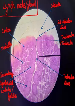 Spleen Histology Slide