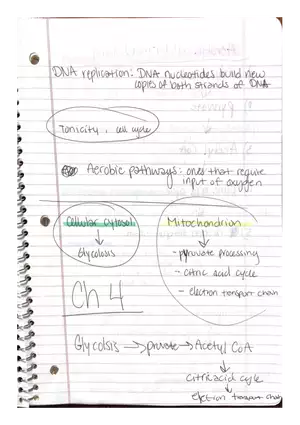 Physiology Part 2. DNA Replication