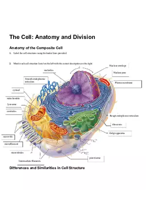 The Cell Anatomy and Division (Review Sheet 4)