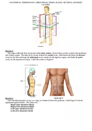 Anatomical Terminology 2 Exercises