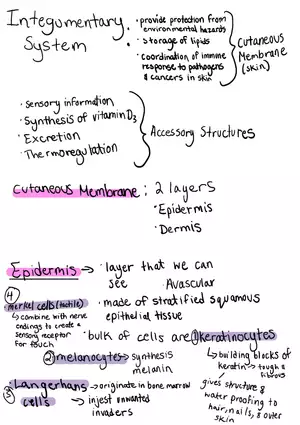 Integumentary System