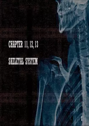 Ch. 11, 12, 13 Skeletal Tissues, Axial and Appendicular Skeleton-3