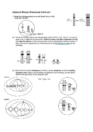 Worksheet #1 Mitosis 2n=6 Cell