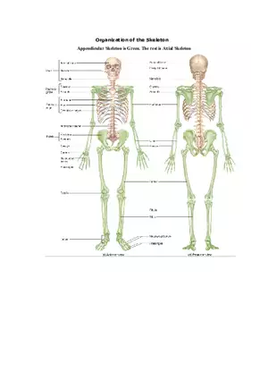 Organization of the Skeleton (Bone Review) Part 1
