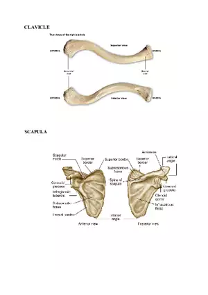 Clavicle Bone Markings