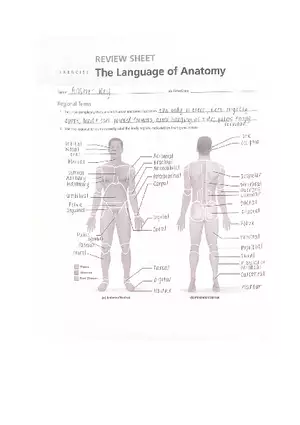 The Language Of Anatomy Review Sheet Answer Key