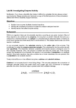Lab 06 - Enzyme Activity