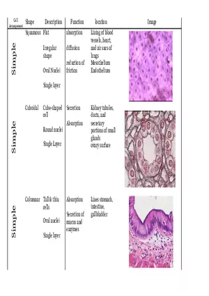 Epithelial Tissue Chart for Histology