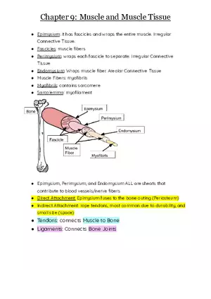 Chapter 9 Muscle and Muscle Tissue, Anatomy and Physiology