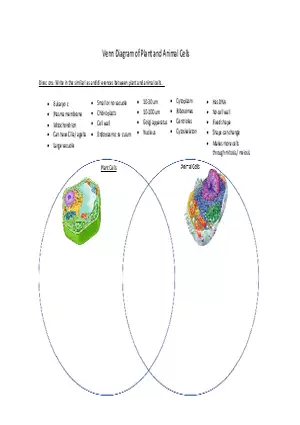 Animal Plant Cell Venn Diagram