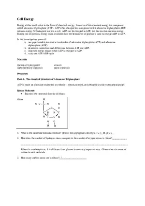 Cell Energy Worksheet