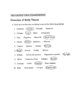 Chapter 4 Tissue Worksheet