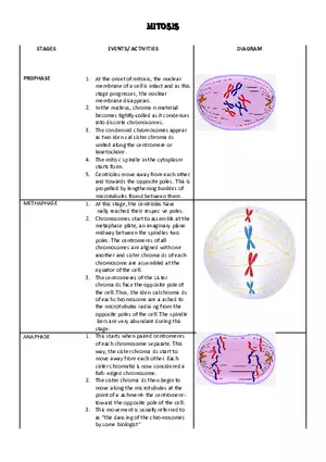 Cell Division - The Stages of Mitosis