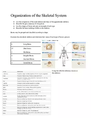 Lab 3 Organization of the Skeletal System