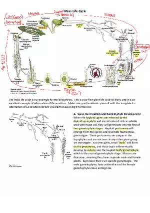 Moss Life Cycle Guide